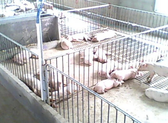 安邦集團(tuán)發(fā)熱電纜用于養(yǎng)殖場(chǎng)保溫室采暖安裝示意圖(圖3)